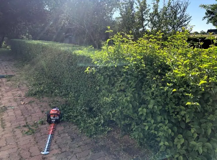 Taille des haies en jardin réalisée par un professionnel pour un extérieur propre et structuré