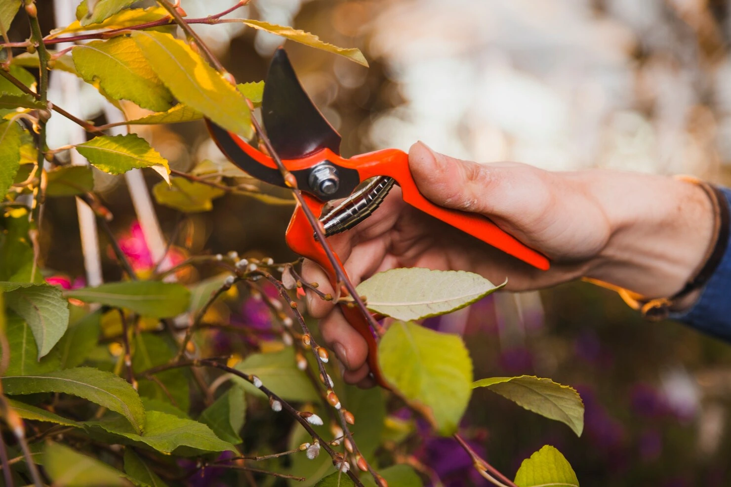 Taille d’arbres fruitiers pour favoriser la croissance et améliorer la production des arbres