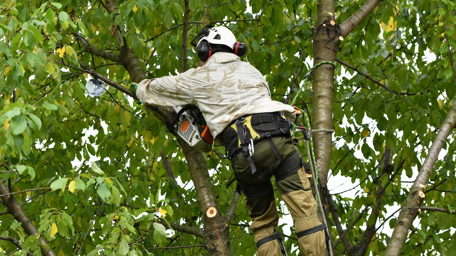 Mise en forme et structuration des arbres pour un rendu esthétique et harmonieux